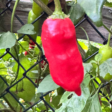 Aji Rico - Seeds - The Pepper Pantry (Formerly Marie Sharp's)